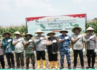 Panen Raya Jagung, Bukti Terwujudnya Sinergi Ketahanan Pangan